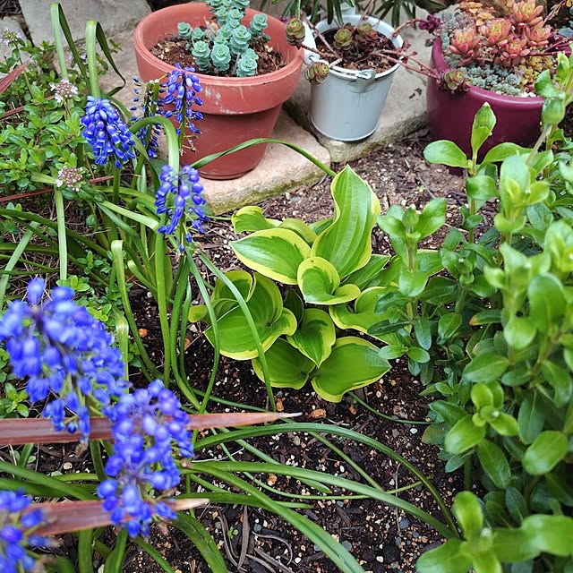 coconathuさんの実例写真