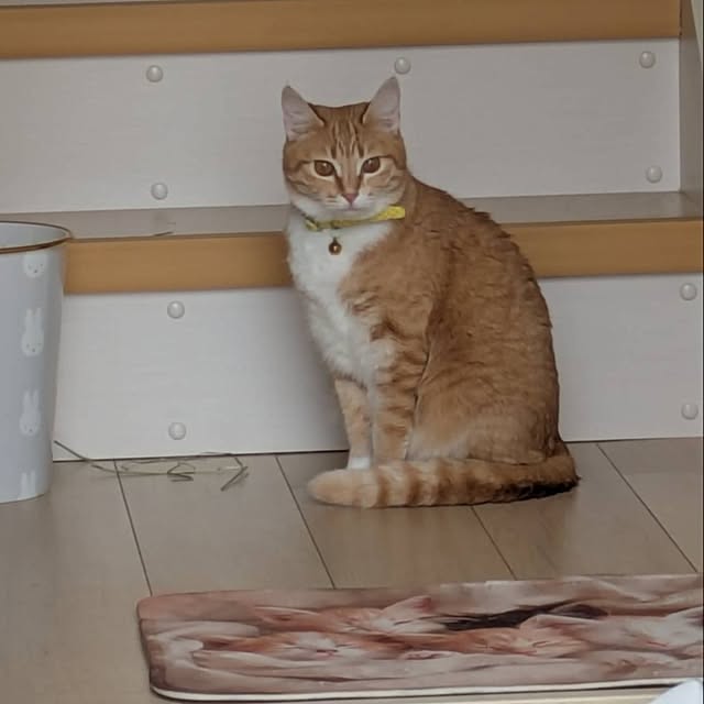 minnieさんの部屋
