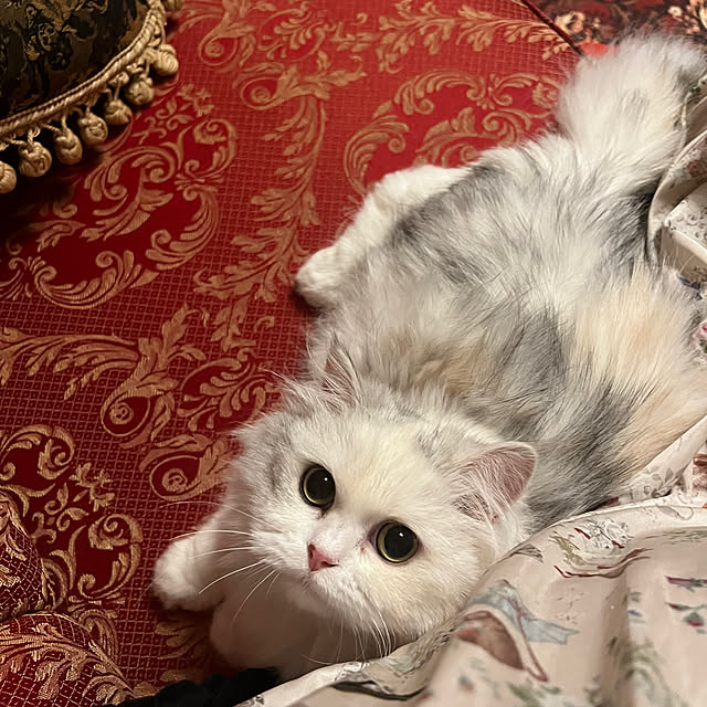 AYUKOさんの実例写真