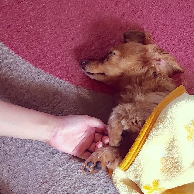 sakuさんの実例写真