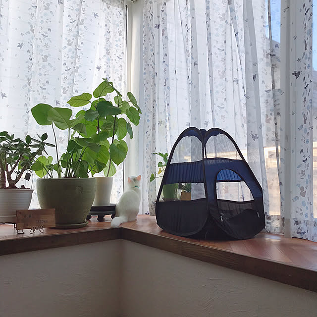 kotoriさんの実例写真