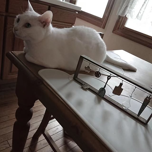 Ohigeさんの部屋
