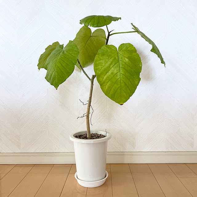 krkrさんの部屋