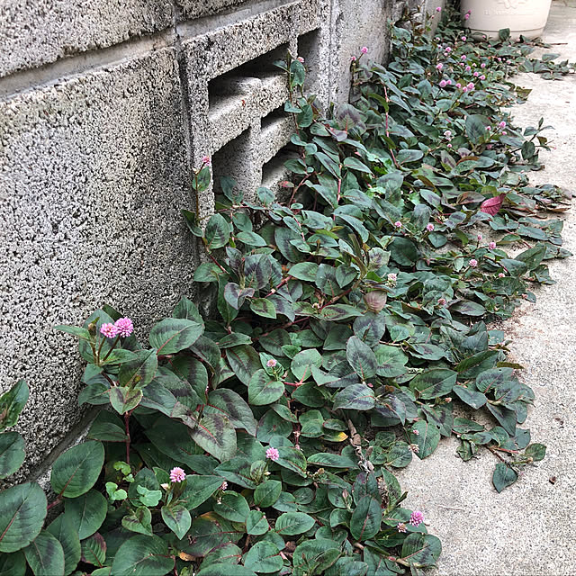 nakabaさんの実例写真