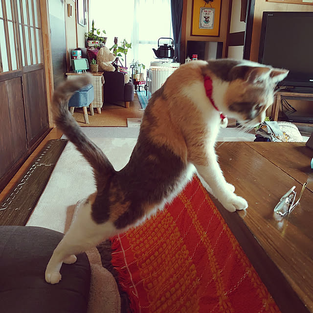 fukuさんの実例写真