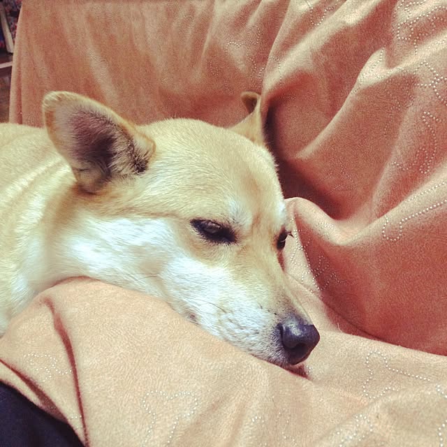aiさんの実例写真
