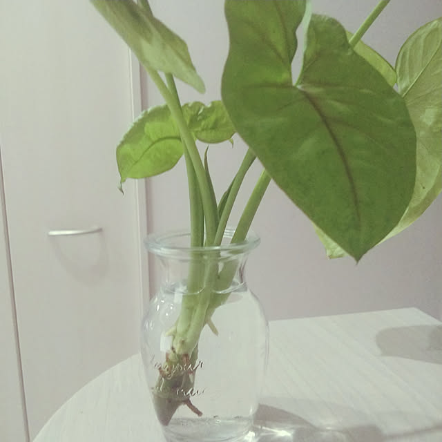 kariaさんの実例写真
