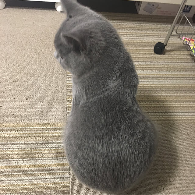 kittyさんの実例写真