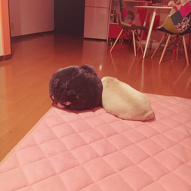 suguruさんの実例写真