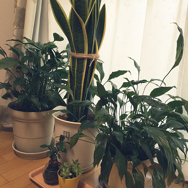 palulu1116さんの実例写真