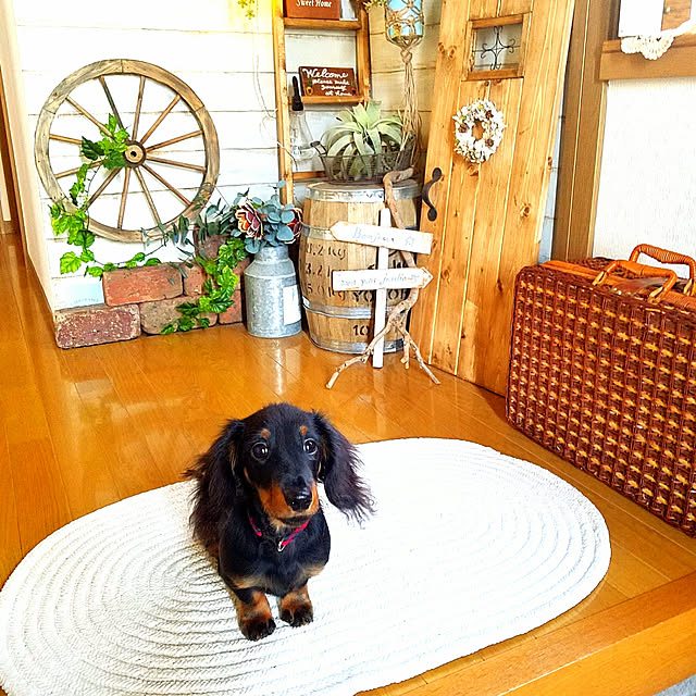 玄関/入り口/いぬと暮らす/中古住宅リフォームなし/DIY/コメントお気遣いなく♡...などのインテリア実例 - 2017-12-07 09:20:03