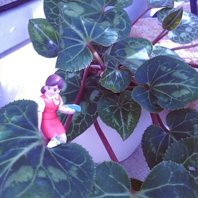 akr29さんの実例写真