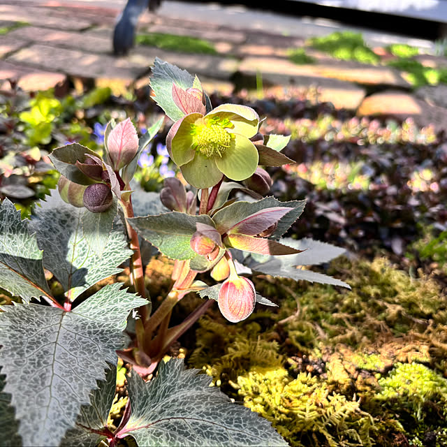 kyoko1124koさんの実例写真