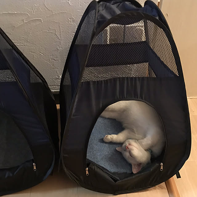 kotoriさんの実例写真