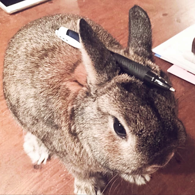 nmomoさんの実例写真