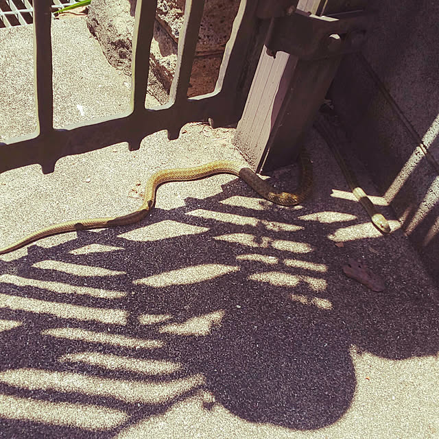 oseroさんの実例写真