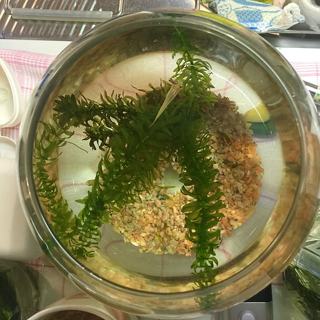 toggyさんの実例写真