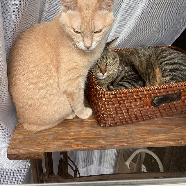 mikan161さんの実例写真