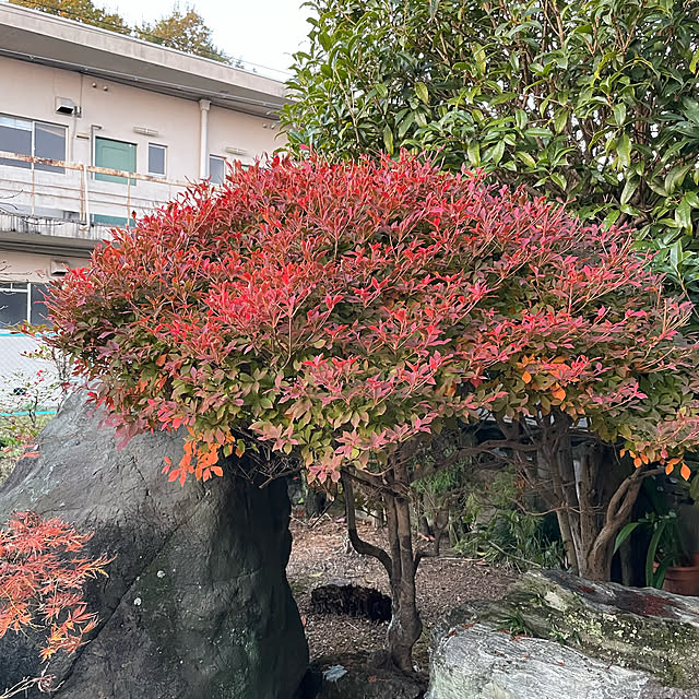 shin0719さんの実例写真