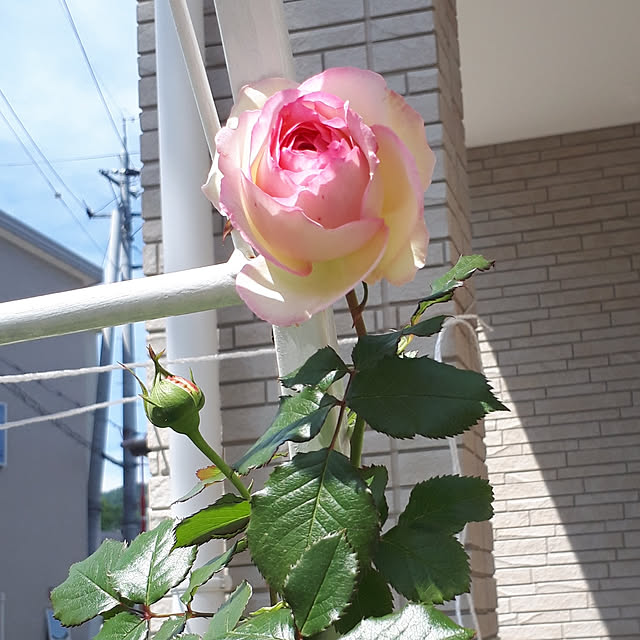 aiさんの実例写真