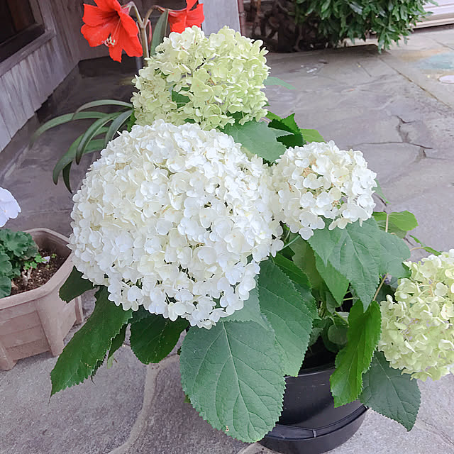 fleurさんの実例写真