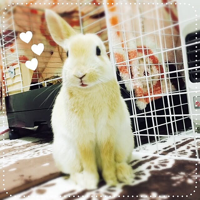 Rainさんの実例写真
