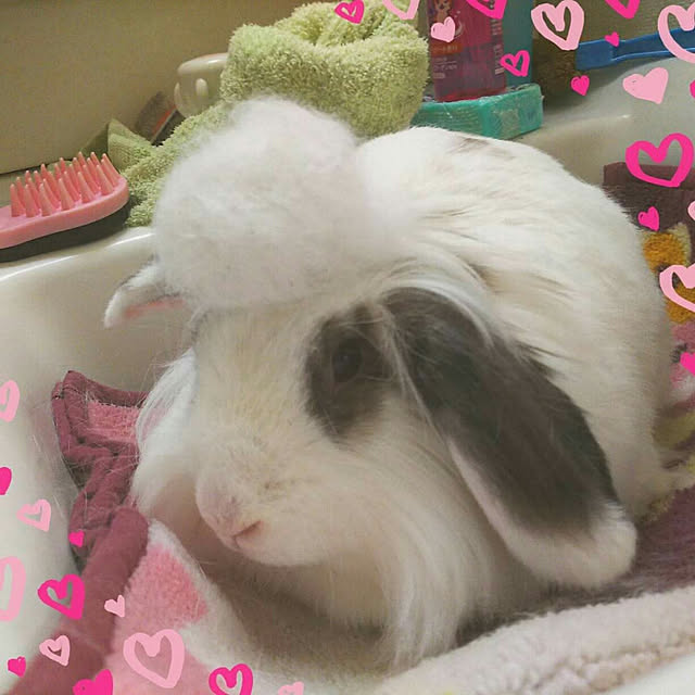 WASABIさんの実例写真
