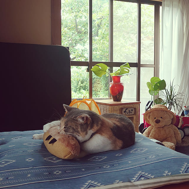 fukuさんの実例写真