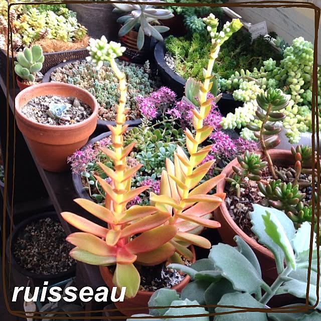 ruisseauさんの実例写真