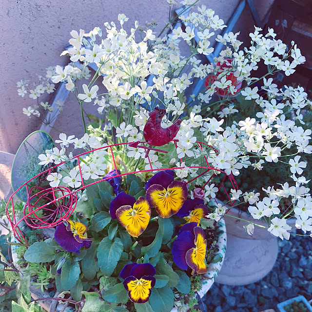 portulacaさんの実例写真
