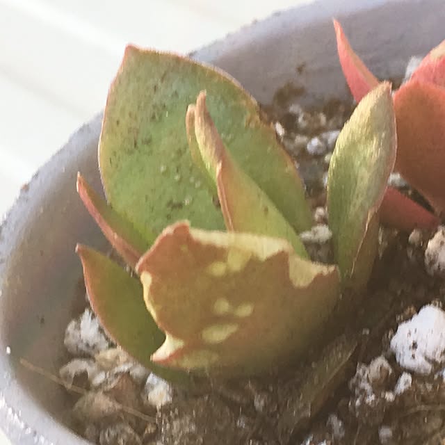 nomnom888さんの実例写真
