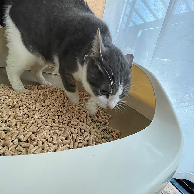 nekosamaさんの部屋