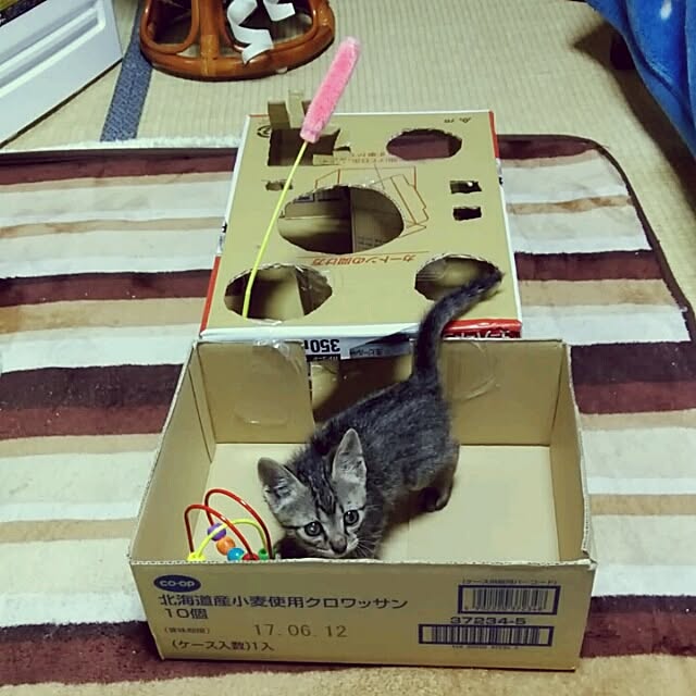 tantomeenさんの実例写真