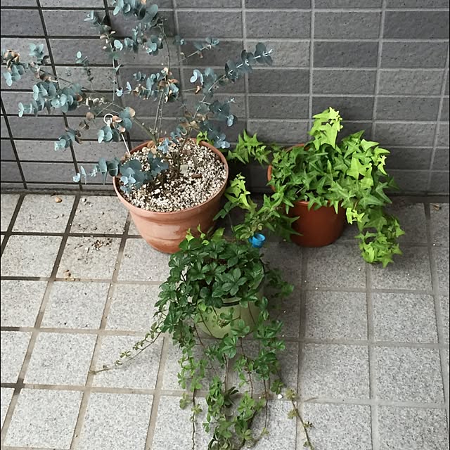 mizuna_kaikaiさんの実例写真