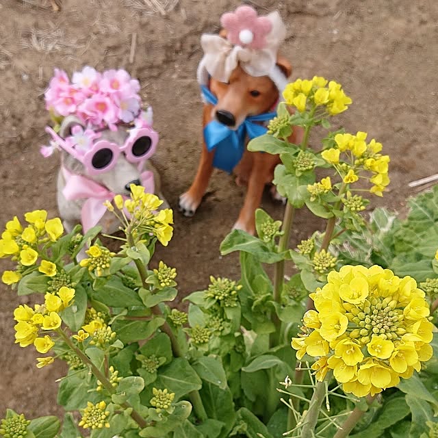 NOAHさんの部屋