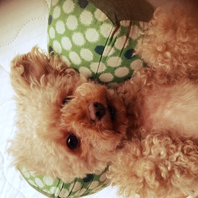 sallyponさんの実例写真