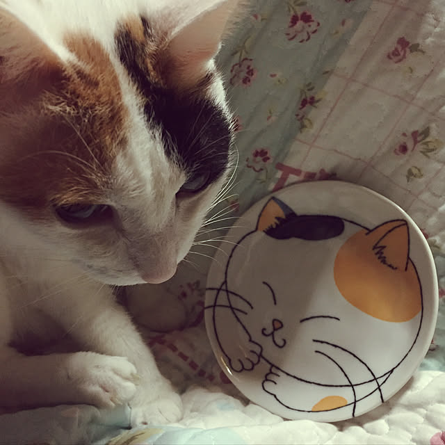 yocchiさんの実例写真