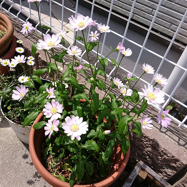 ichigoさんの実例写真