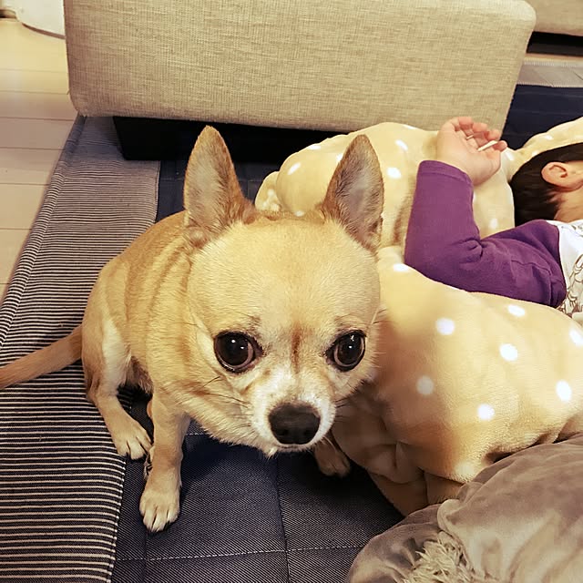 mamayuさんの実例写真