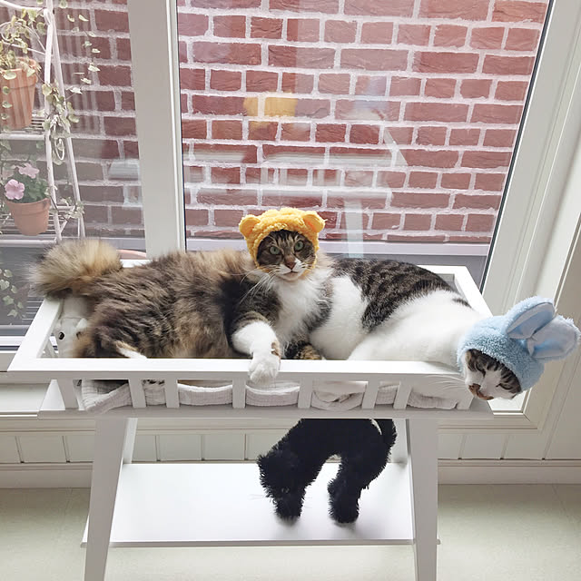 yuchiさんの実例写真