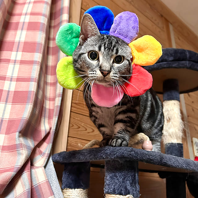 yumiさんの実例写真
