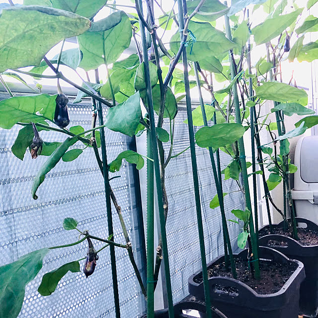 hanachanさんの部屋