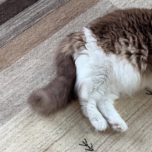 momoさんの実例写真