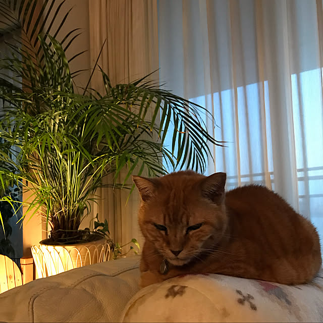 molpieさんの実例写真