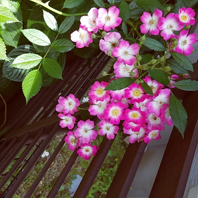 mimi828さんの実例写真