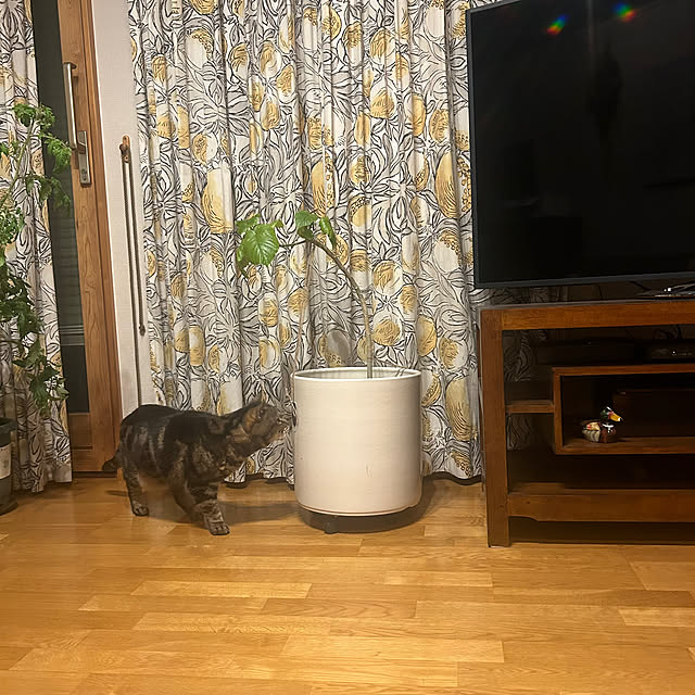 botanさんの実例写真