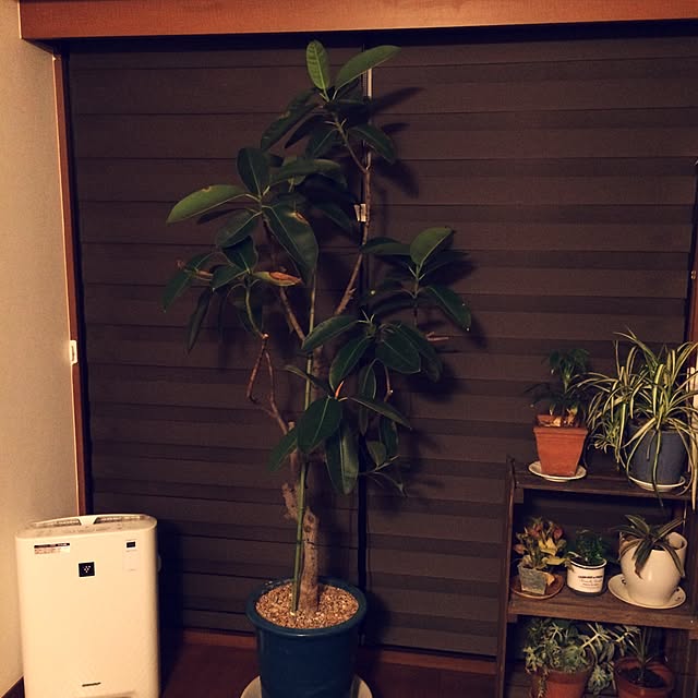 musucariさんの実例写真