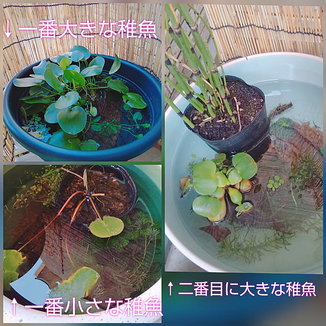 aikkoさんの実例写真