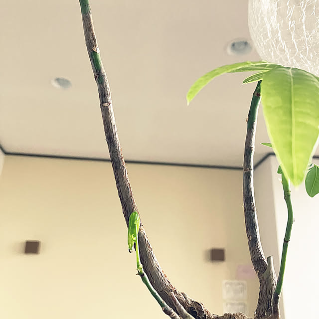 hikaruuさんの部屋