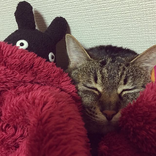 k.n.t.t.tさんの実例写真